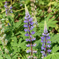 Lupin vivace - Lupinus perennis