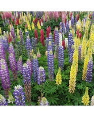 Lupin vivace - Lupinus perennis