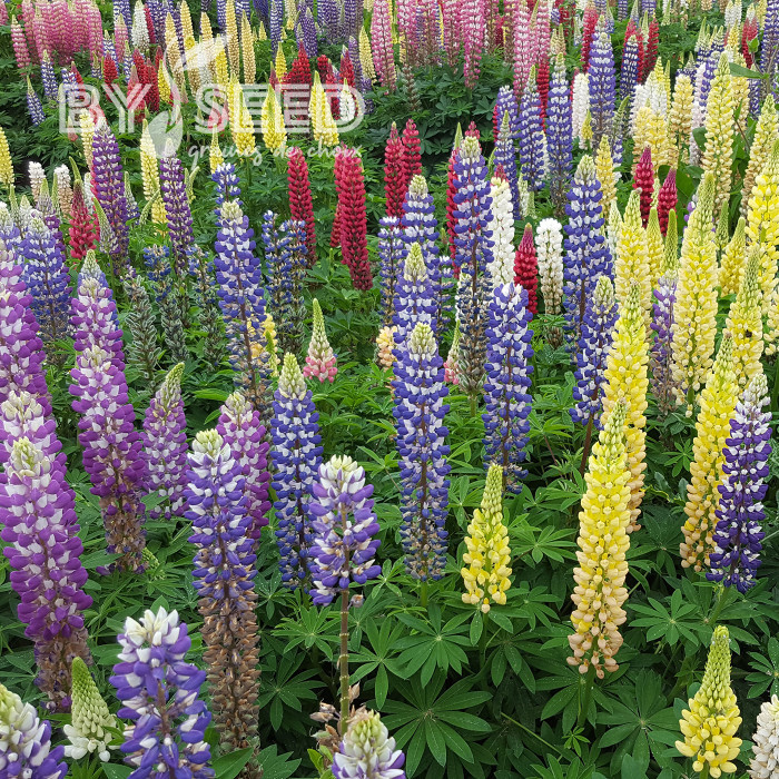 Lupin vivace de Russel Band of Nobles Mix