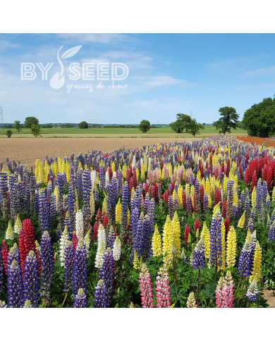 Lupin vivace de Russel Band of Nobles Mix