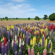 Lupin vivace de Russel Band of Nobles Mix