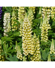 Lupin vivace de Russel La Châtelaine