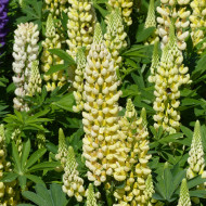 Lupin vivace de Russel Chandelier