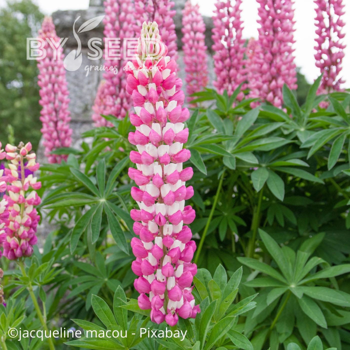 Lupin vivace de Russel La Châtelaine