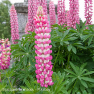 Lupin vivace de Russel La Châtelaine