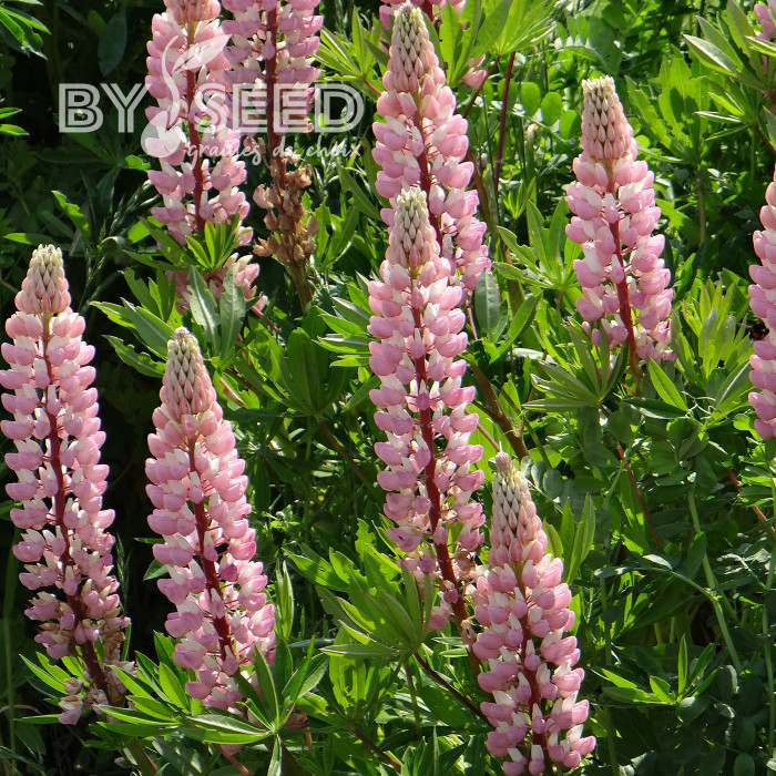 Lupin vivace de Russel La Châtelaine