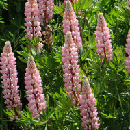 Lupin vivace de Russel La Châtelaine