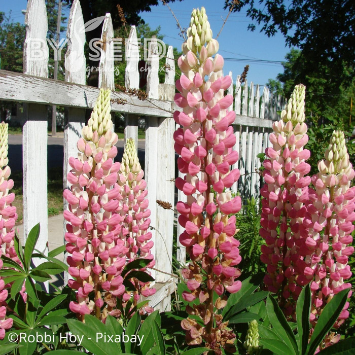 Lupin vivace de Russel La Châtelaine