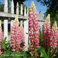Lupin vivace de Russel La Châtelaine