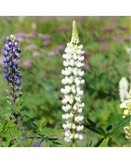 Lupin vivace de Russel La Châtelaine