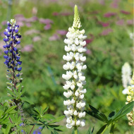 Lupin vivace de Russel La Demoiselle (Noblemaiden)