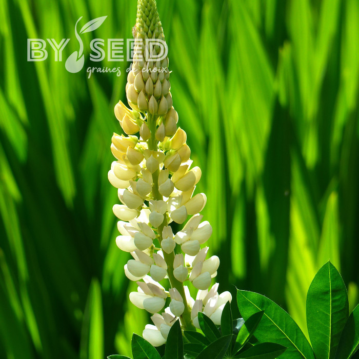 Lupin vivace de Russel La Demoiselle (Noblemaiden)
