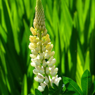Lupin vivace de Russel La Demoiselle (Noblemaiden)