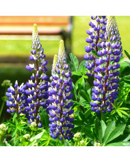 Lupin vivace de Russel Les Pages (carmine)