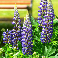 Lupin vivace de Russel Le Gentilhomme (The Governor)