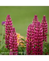Lupin vivace de Russel Mon Château (My Castle)