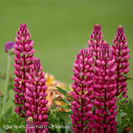 Lupin vivace de Russel Les Pages (carmine)