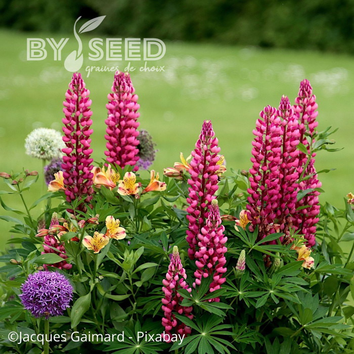 Lupin vivace de Russel Les Pages (carmine)