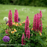 Lupin vivace de Russel Les Pages (carmine)