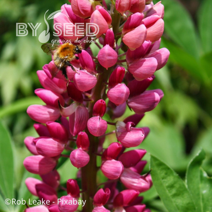 Lupin vivace de Russel Les Pages (carmine)