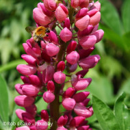 Lupin vivace de Russel Les Pages (carmine)