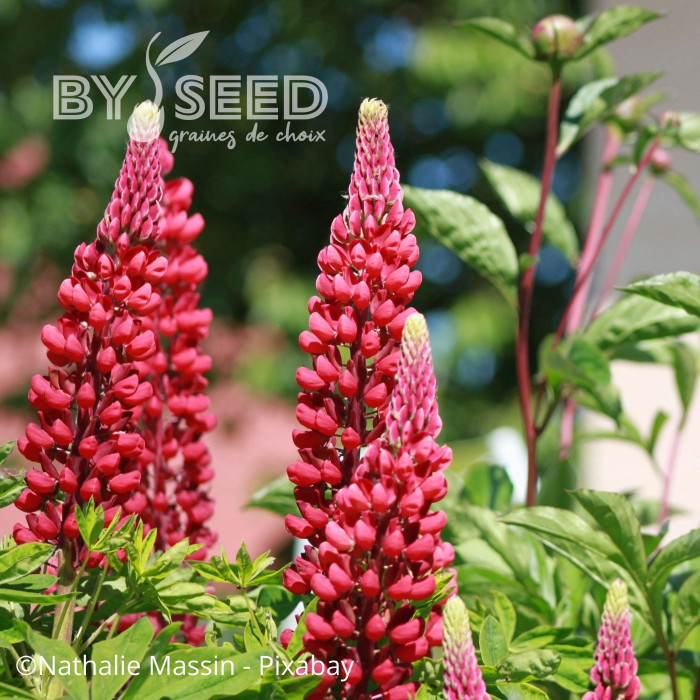 Lupin vivace de Russel Mon Château (My Castle)