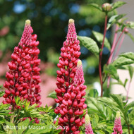 Lupin vivace de Russel Mon Château (My Castle)
