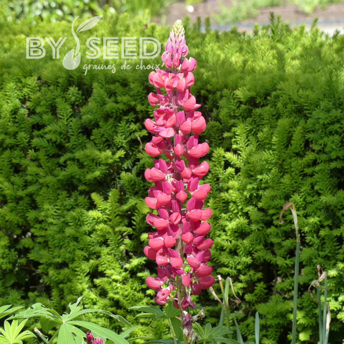 Lupin vivace de Russel Mon Château (My Castle)