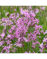Lavande Papillon