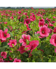 Malope trifida Mix