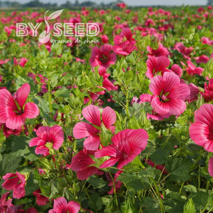 Malope trifida Vulcan
