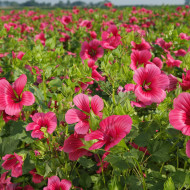 Malope trifida Vulcan