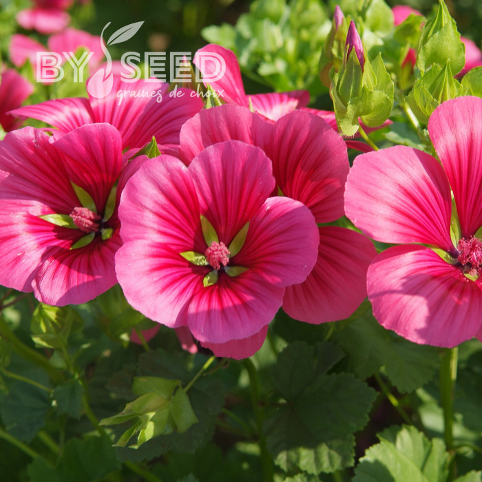 Malope trifida Vulcan