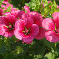 Malope trifida Vulcan