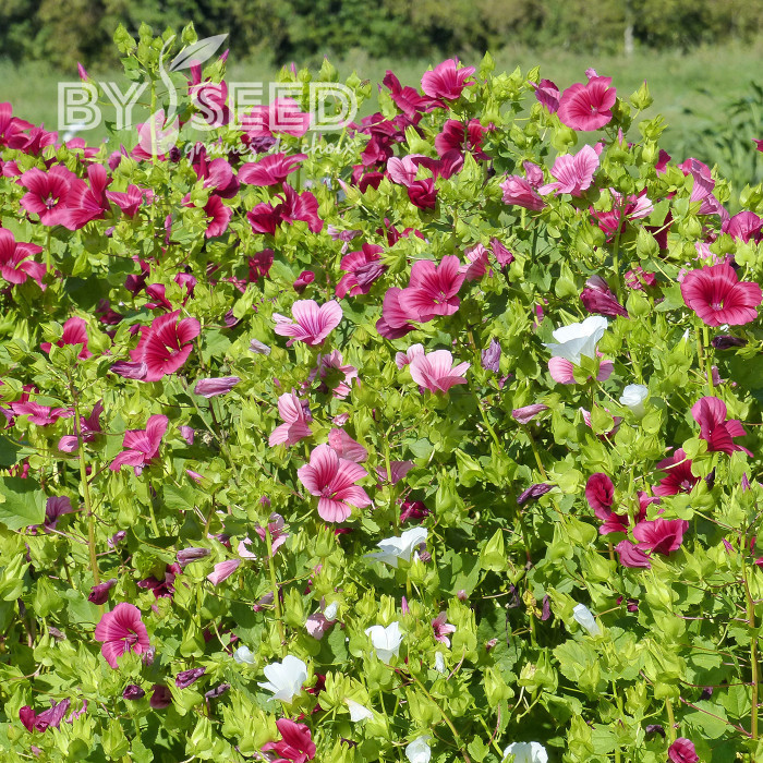 Malope trifida Mix