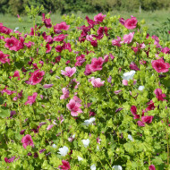 Malope trifida Mix