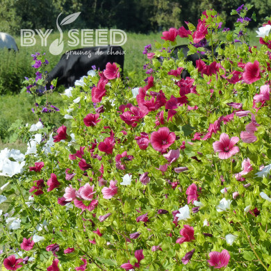 Malope trifida Mix