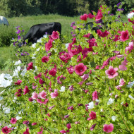 Malope trifida Mix