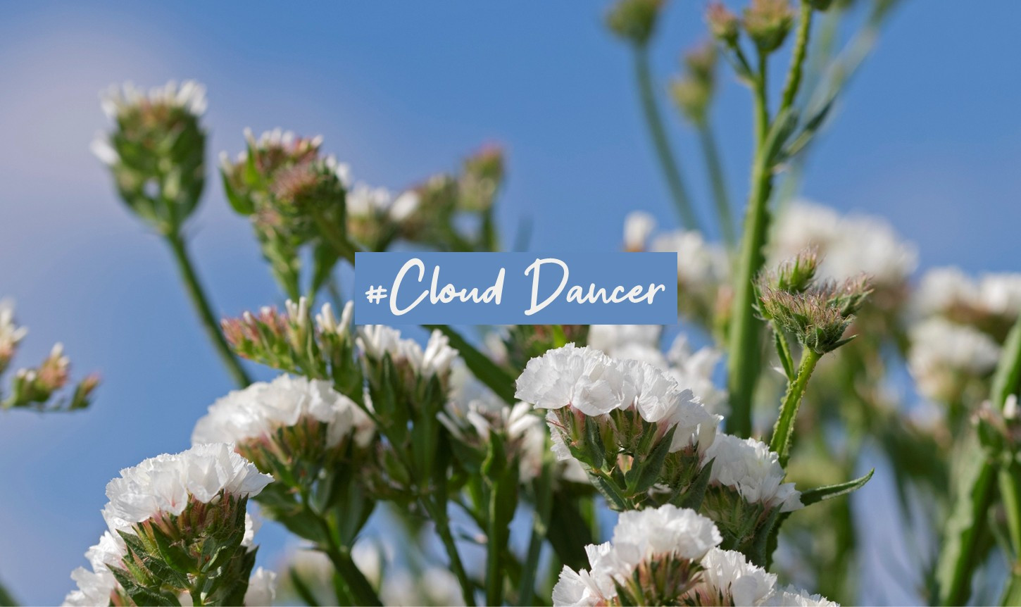 Cloud Dancer