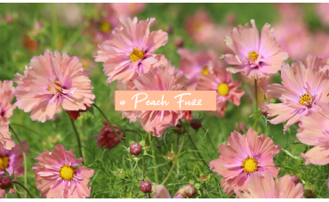 Peach Fuzz : couleur de l'année 2024