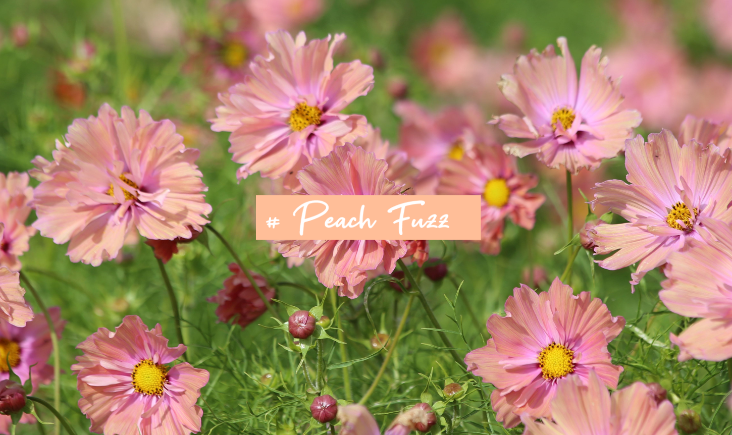 Peach Fuzz