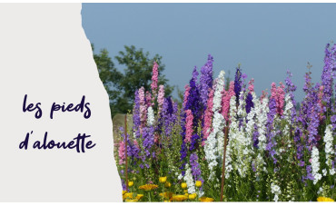 Pied d’alouette annuel (Delphinium consolida) : culture, fleurs coupées, fleurs séchées et confettis naturels