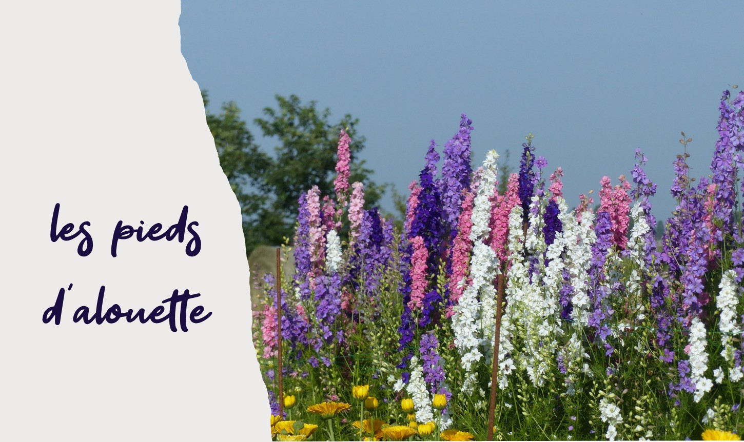 Pied d’alouette annuel (Delphinium consolida) : culture, fleurs coupées, fleurs séchées et confettis naturels