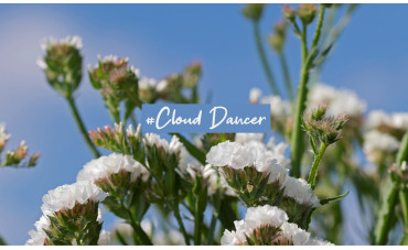 Cloud Dancer : couleur de l'année 2026 
