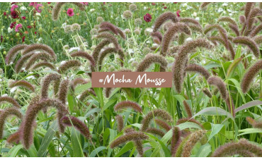 Mocha Mousse : couleur de l'année 2025